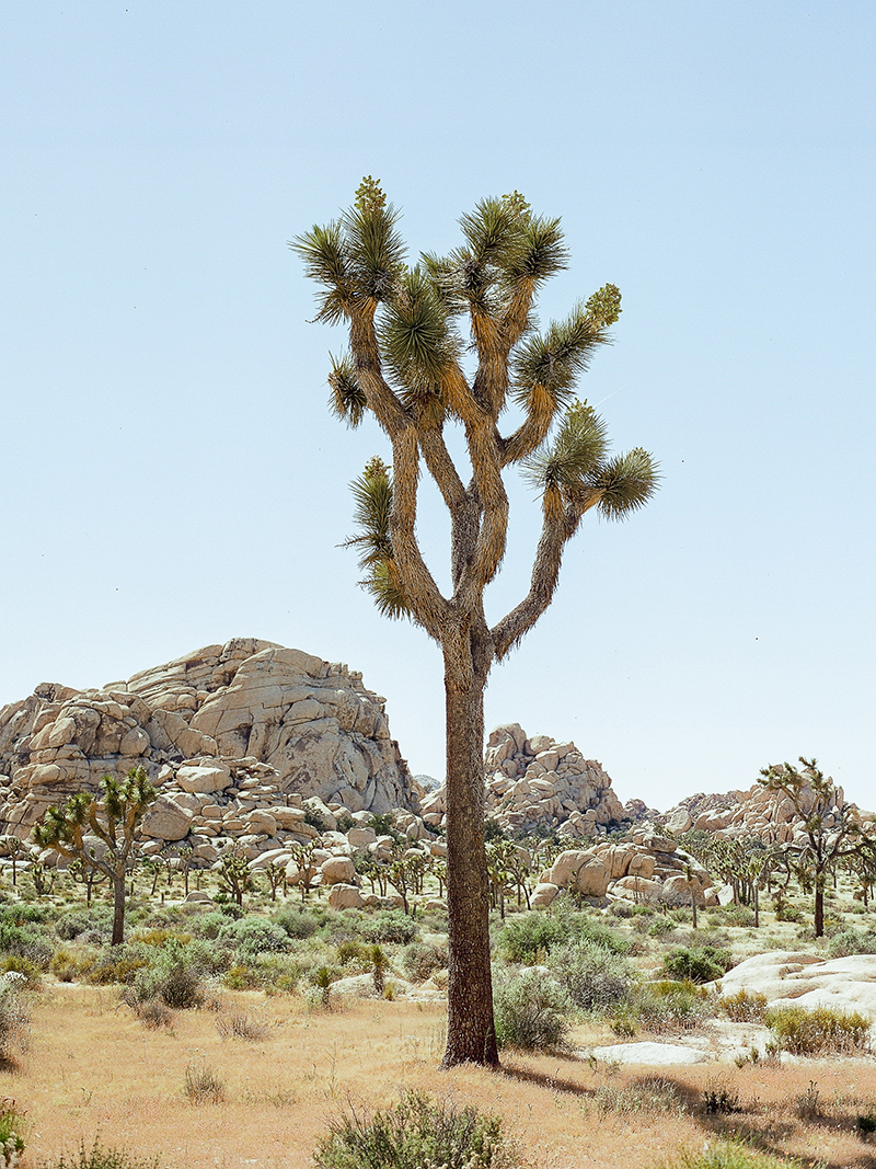 joshua tree engagement_0002
